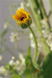 Yellow Wildflower Bud
