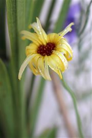 Yellow Wildflower In The Rain