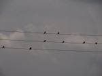 On The Lines