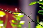 Thorns