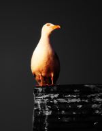 Seagul On Rooftop In Abbersoch