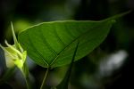 Leaf