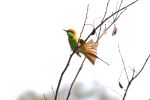 The Green Bee Eater