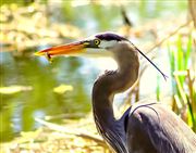 A Heron’s Snack