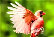 Cardinal Close Up