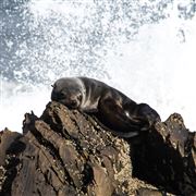 Sleepy Baby Sea Lion 