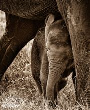 Mother's Love