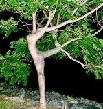 Amazing Tree Like A Women