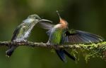 Birds On Fresh Air