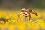 Flog Jump