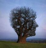 Human Tree