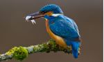 Kingfisher On The Tree