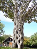 Nice Tree