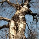 Tree Like Women