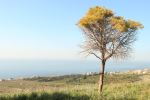 Lonely Tree
