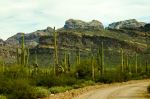 Ajo Green