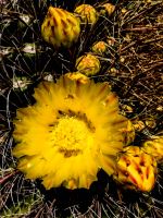 Barrel Bloom