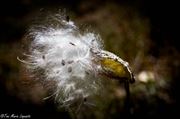 Blowing In The Wind