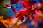 Burst Of Red