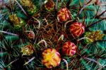 Cactus Blooms