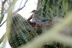 Dove In Saguaro