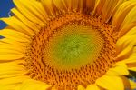 Facing The Sun