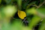 First Sign Of Fall