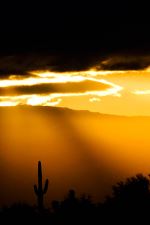 Golden Saguaro