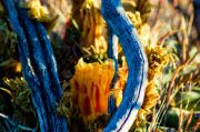 Good Luck Cactus Flower