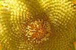 Inside The Sunflower