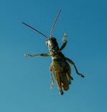 Just Dropping In