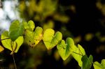 Natures Hearts