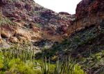 Organ Pipe In The Canyon