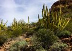 Organ Pipe Morning
