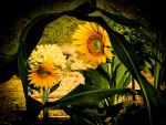 Peeking Through