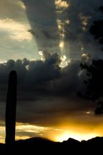 Rays