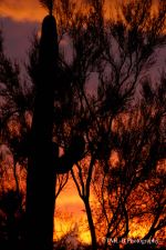 Saguaro At Sunset