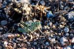 Speckled Grasshopper