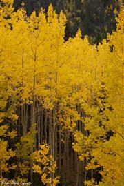 Sunkissed Leaves