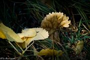 Sunlit Leaf