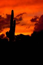 Sunset Saguaro
