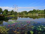 Pond In The Neighbourbood