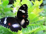 Butterfly Of Leaf