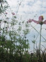 Flower Under Sky Blue