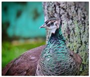Bird Thinks About Its Life