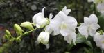 Orchid
