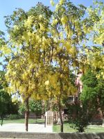 Amaltas Tree