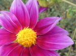 Pink Flora