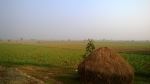 Paddy Field During Morning Hours Of Winter