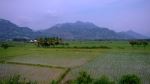 Green Field Of Kerala State In India